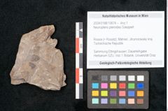 Foto (Objekt + Etikett) von Neuropteris pteroides Goeppert (NHMW-GEO-2024-0188-10674)
